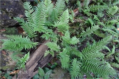 Thelypteris caudipinnus